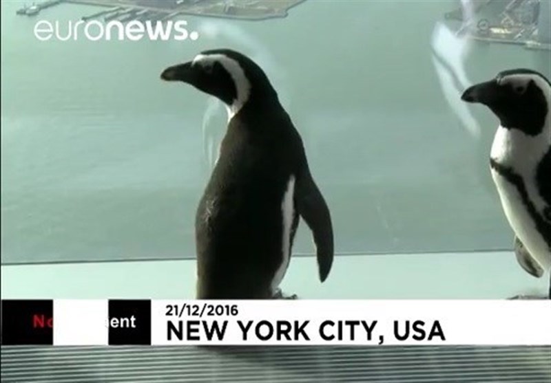 بازدید پنگوئن‌ها از برج تجارت جهانی نیویورک+فیلم