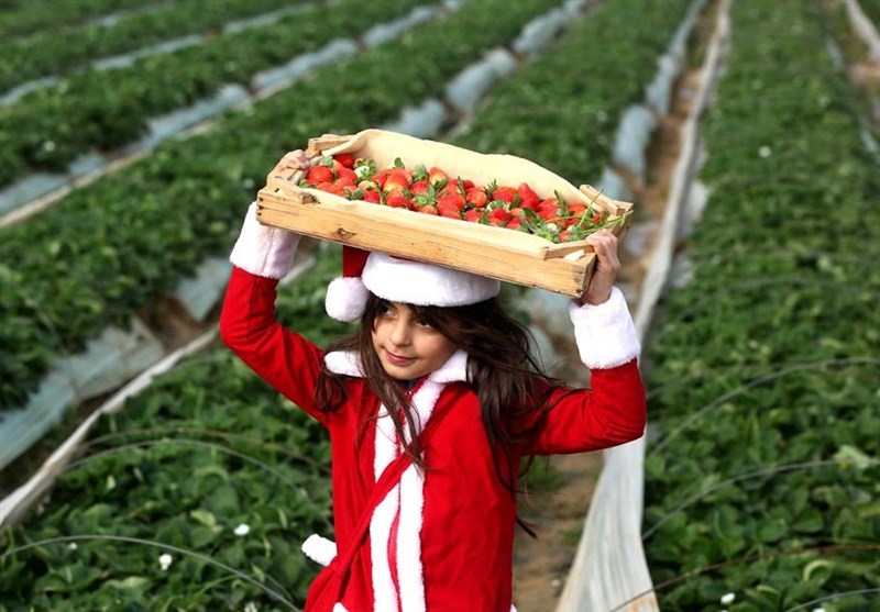 عکس / دختر فلسطینی در یکی از مزارع توت فرنگی در غزه