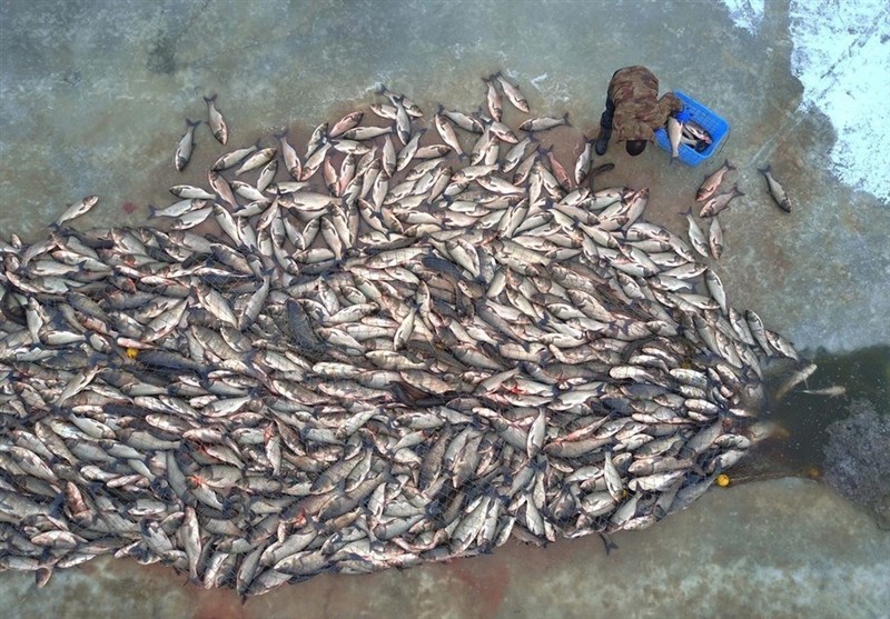 8 هزار کیلوگرم ماهی غیربهداشتی در چهارمحال و بختیاری کشف و ضبط شد