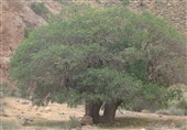 بنه چلتوک