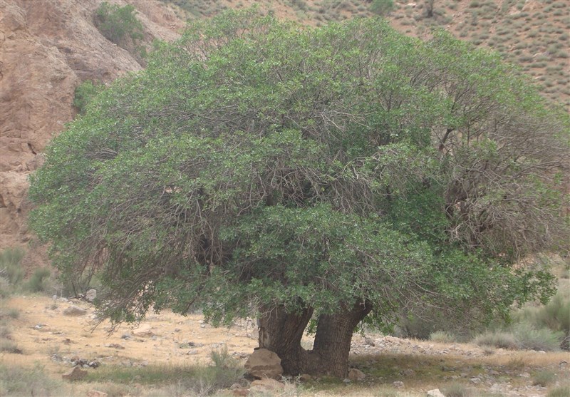 درخت بنه کهنسال چلونک زیرکوه در فهرست میراث طبیعی- ملی ثبت شد