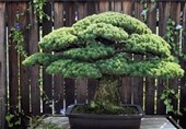کهنسال‌ترین درخت بون‌سای جهان؛ بازمانده بمباران هیروشیما