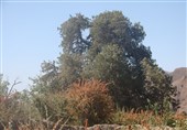 سرو اسکیونگ