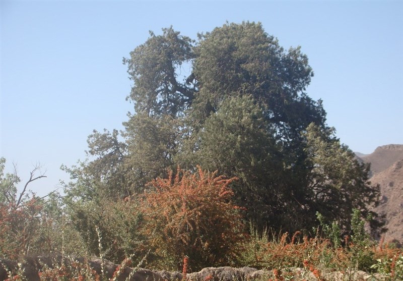درخت سرو کهنسال اسکیونگ سربیشه در فهرست میراث طبیعی- ملی ثبت شد