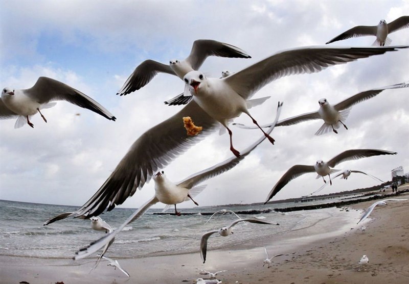 عکس / هجوم مرغان دریایی به غذا در ساحل دریای بالتیک آلمان