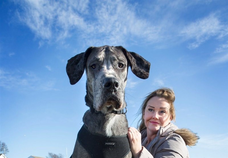 فتوای جدید وهابی‌ها درباره سگ!