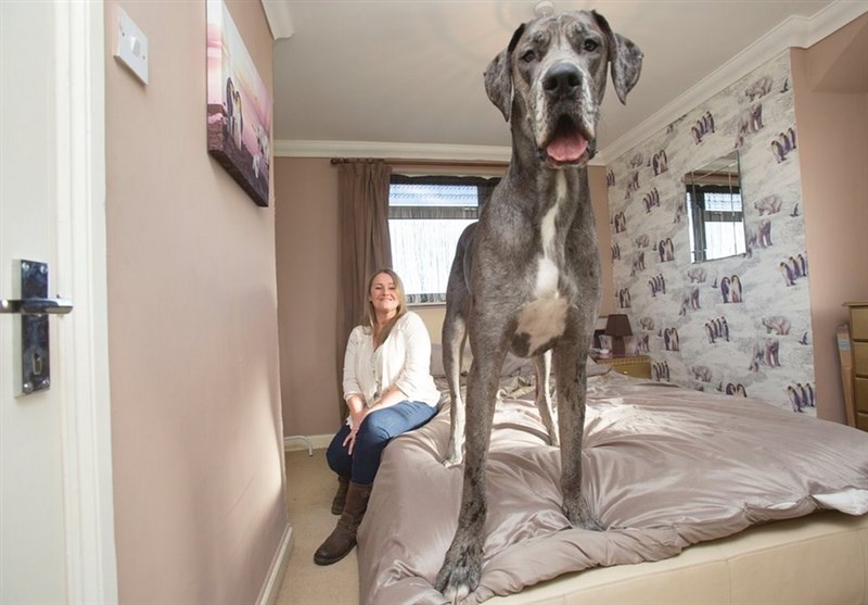 «فِرِدی» بزرگترین سگ انگلیس+فیلم و عکس