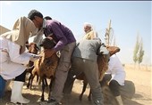 بیش از 55 هزار راس دام در استان خراسان شمالی واکسینه شدند