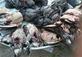 جان دادن مهاجران گلوبریده در تالاب‌های خون آلود خوزستان + فیلم و عکس