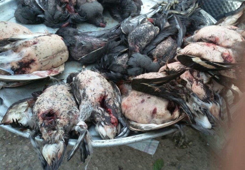 جان دادن مهاجران گلوبریده در تالاب‌های خون آلود خوزستان + فیلم و عکس