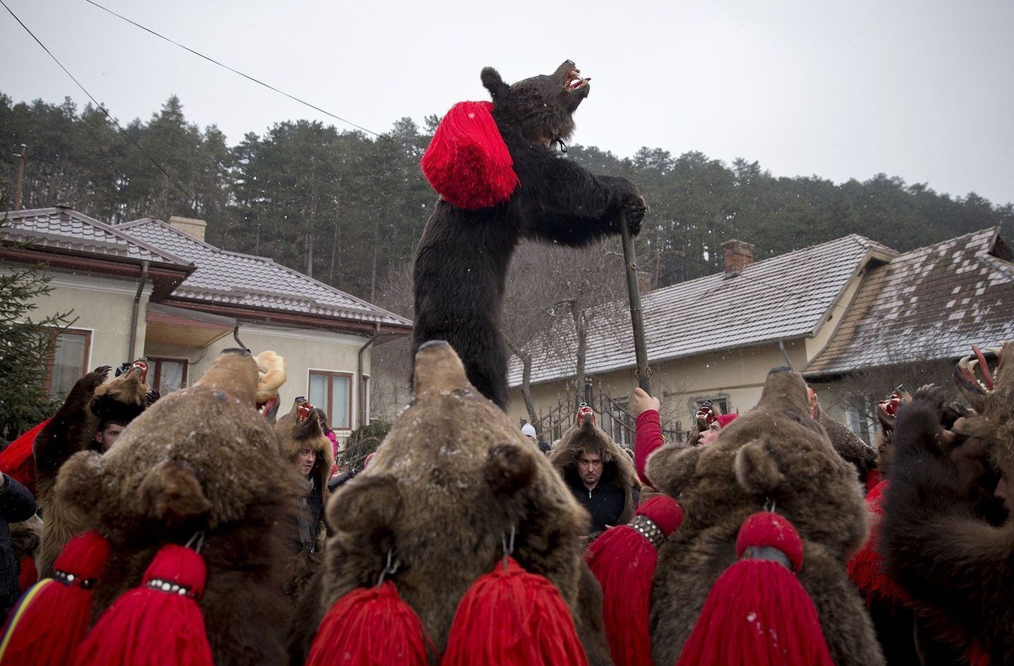 خرس‌ها رومانی را تسخیر کردند + فیلم و عکس