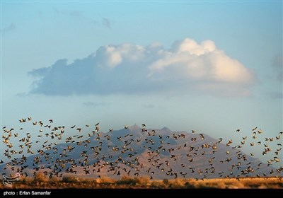 فارس کے مہمان پرندے