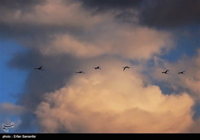 فارس کے مہمان پرندے