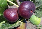 انجیر سیاه