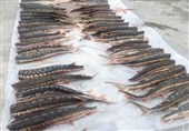 2600 قطعه ماهی خاویاری قاچاق در مازندران کشف شد