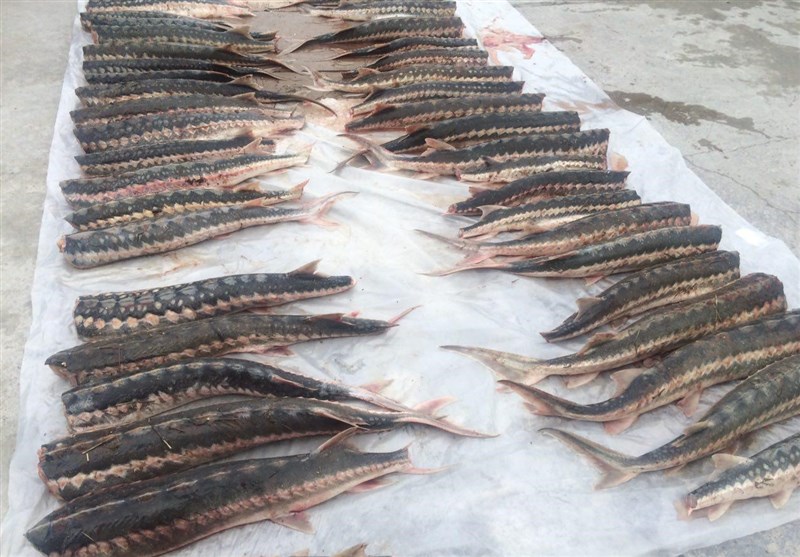 ممنوعیت صید ماهی خاویار خزر تمدید شد- اخبار کشاورزی - اخبار اقتصادی تسنیم |  Tasnim
