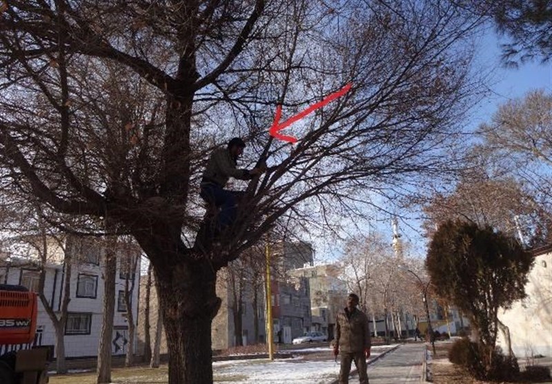 ابتکار شهرداری مریانج در مدیریت فضای سبز/هرس درخت با بیل مکانیکی!