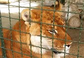 برای تعطیلی باغ وحش های غیراستاندارد خلاء قانونی وجود ندارد