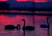 نجات تالابها و دریاچه ارومیه در گرو جدا کردن مسائل محیط زیست از سیاست‌بازی