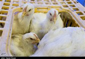 مرگ بیش‌ از 47 میلیون پرنده در آمریکا به‌خاطر آنفلوآنزای پرندگان