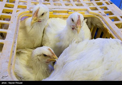  مرگ بیش‌ از ۴۷ میلیون پرنده در آمریکا به‌خاطر آنفلوآنزای پرندگان 