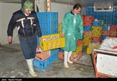 Iran Culls Millions of Chickens to Curb Bird Flu: Official