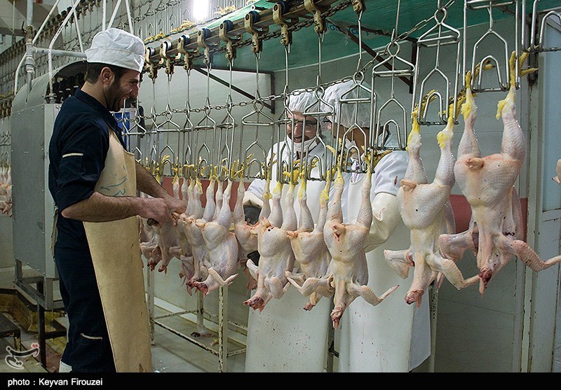 280 تُن مرغ ویژه ماه رمضان در بازار چهارمحال و بختیاری توزیع می‌شود