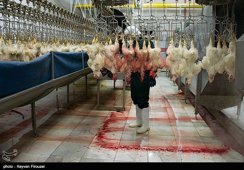 800 تن گوشت مرغ بدون آنتی بیوتیک در خراسان جنوبی تولید شد