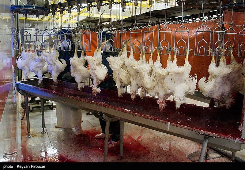 17 میلیون مرغ مبتلا به آنفولانزا شناسایی و معدوم‌سازی شد
