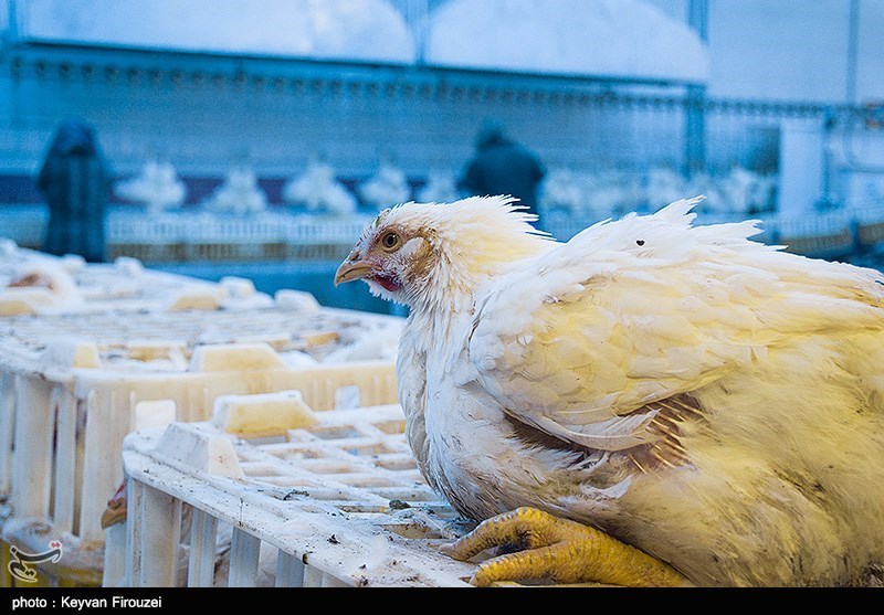 450 هزار قطعه مرغ در واحدهای تولید تخم مرغ استان مرکزی معدوم سازی شد