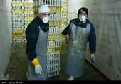 شناسایی آنفلونزای فوق حاد پرندگان در آذربایجان غربی نیازمند 1.600 میلیون ریال اعتبار است