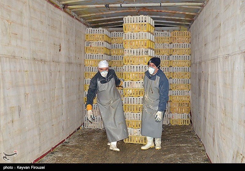 فعالیت اکیپ‌های معدوم‌سازی بیماری آنفلوآنزای طیور در بوکان آغاز شد