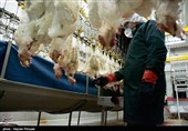 آنفولانزای مرغی 4.5میلیون مرغ استان قم را معدوم کرد