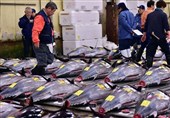قیمت کنسرو ماهی تن با آغاز فصل برداشت ارزان می‌شود