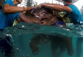 آب‌ درمانی بچه فیل 5 ماهه + فیلم و عکس