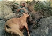 زخمی شدن شکارچی غیرمجاز در درگیری با محیط‌بانان دنا