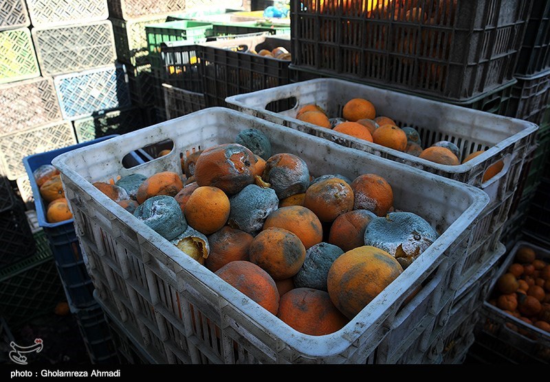 پرتقال‌های ایرانی در انبارها فاسد شد/ وفور مرکبات خارجی در بازار