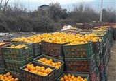 خرید پرتقال‌های یخ‌زده باغداران گلستانی متوقف شد