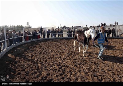 مسابقات کورس اسب دوانی قهرمانی کشور - مشهد