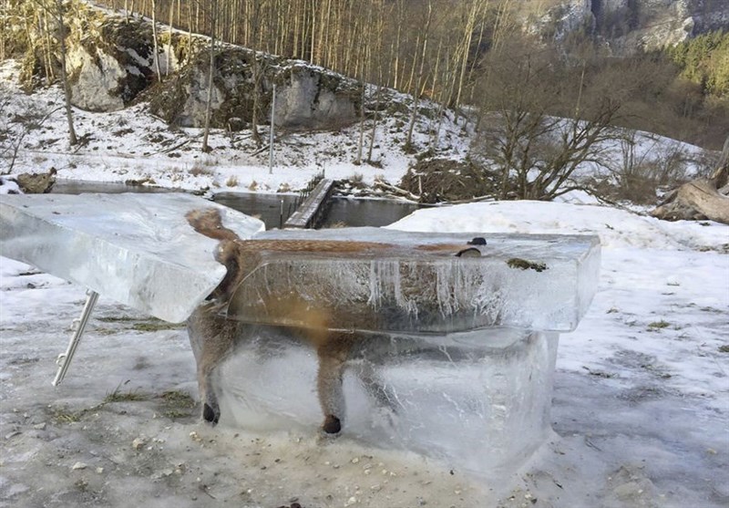 عکس / روباه یخ زده