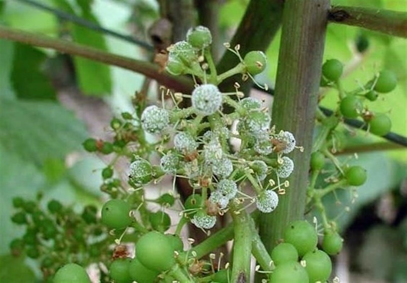تمهیدات لازم برای مقابله با بیماری سفیدک انگور در خراسان شمالی انجام می‌شود