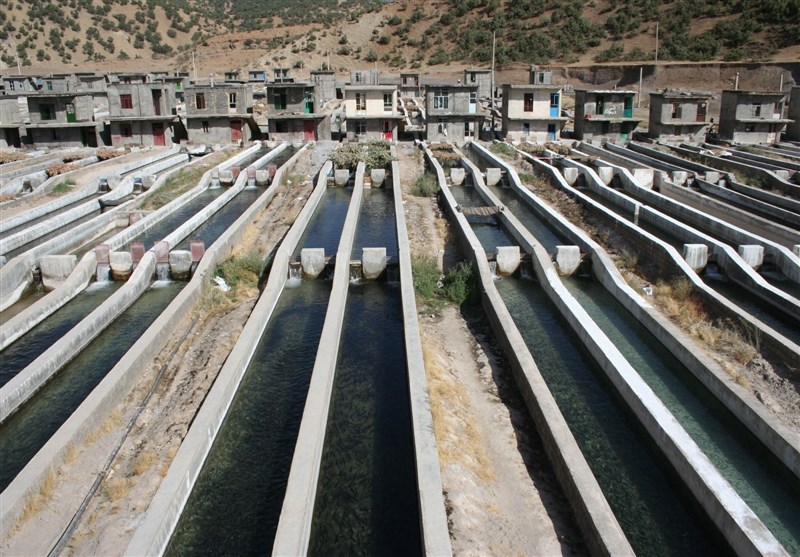 طرح مکانیزاسیون مزارع پرورش ماهی در استان اردبیل اجرا می‌شود