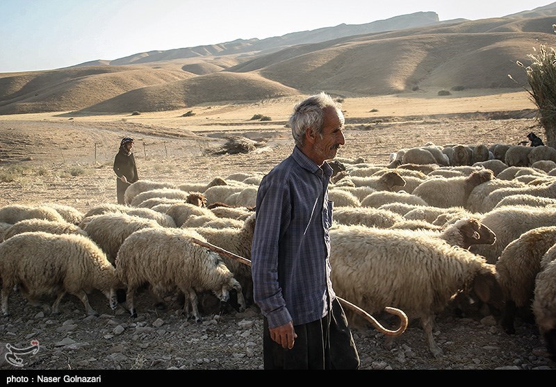 &quot;خشکسالی‌های متوالی&quot; عامل اصلی کاهش چشمگیر جمعیت دام عشایر فردوس است