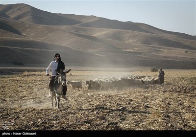 زندگی عشایری در ایلام