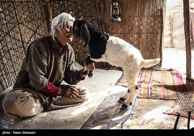 العشائر الرحل فی ایلام غربی ایران