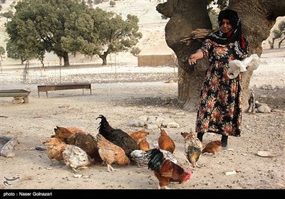 العشائر الرحل فی ایلام غربی ایران
