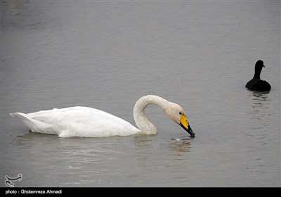 قوهای آوازخوان سرخ رود