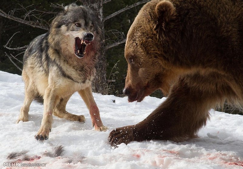 تصاویر/ مبارزه خرس با گرگ‌ها