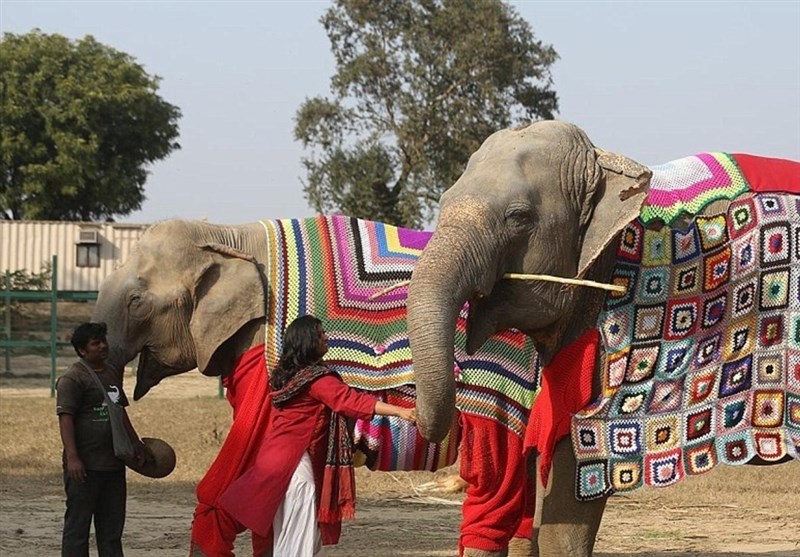 فیل هایی که لباس خواب پشمی می پوشند+عکس