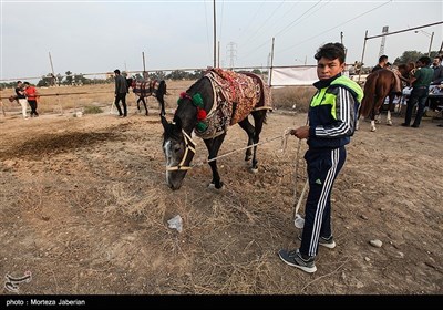 مسابقات اسب سواری قهرمانی کشور در خوزستان